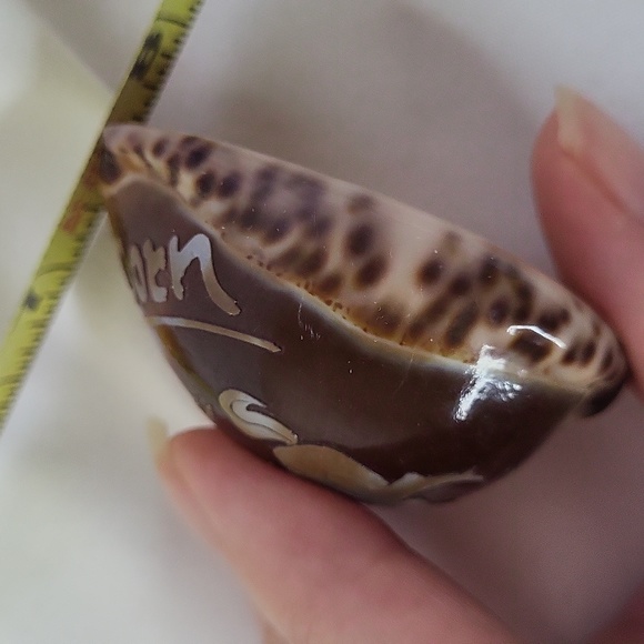 Horoscope Tiger Cowry Seashell Scrimshaw Carved Capricorn Perfect Cypraea Tigris - Picture 8 of 8